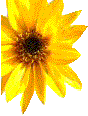 sonnenblume
